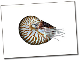 Nautilus Goods